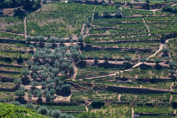 Aerial Typical Landscape Highlands North Portugal Levels Agriculture Vineyards Olive — Stock Photo, Image