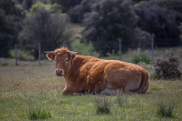 Vista Detalhada Vaca Deitada Pastagens Gado Bovino Terras Agrícolas Espanholas — Fotografia de Stock