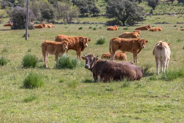 Blick Auf Kühe Die Auf Der Weide Liegen Und Fressen — Stockfoto