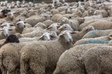 Dağlardaki koyun sürüsü, otlak tarlaları, İspanya 'daki yeşil otlar....