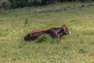 Otlakta yatan ineğin detaylı görüntüsü, sığır eti, İspanyol tarım arazisi...