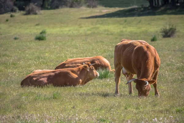 Vista Vacas Acostadas Comiendo Pastos Ganado Vacuno Tierras Cultivo Españolas —  Fotos de Stock