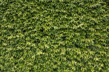 Yeşil bir duvar manzarası, yoğun yeşil bitki örtüsü, peyzaj duvar dokusu.....