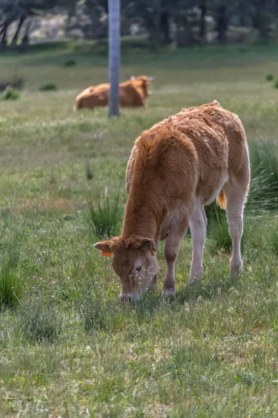 Vista Detallada Del Pastoreo Vacas Pastos Ganado Vacuno Tierras Cultivo —  Fotos de Stock