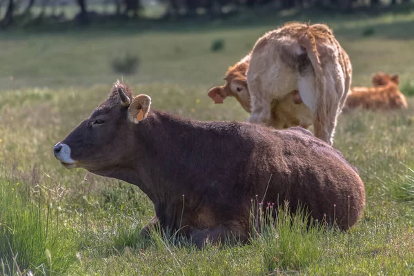 Vista Vacas Deitadas Pasto Grama Gado Bovino Terras Agrícolas Espanholas — Fotografia de Stock