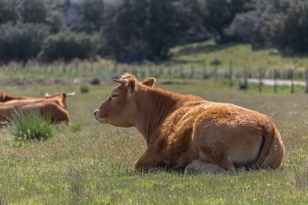 Vista Vacas Deitadas Pasto Grama Gado Bovino Terras Agrícolas Espanholas — Fotografia de Stock