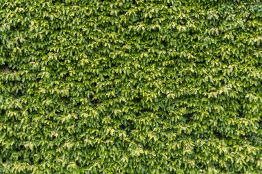 Yeşil bir duvar manzarası, yoğun yeşil bitki örtüsü, peyzaj duvar dokusu.....