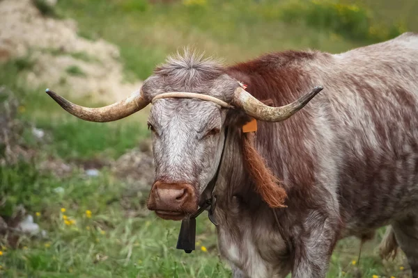 Vista Dettagliata Della Vacca Pascolo Bovini Carne Terreni Agricoli Portoghesi — Foto Stock