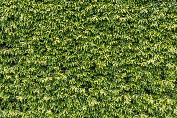 Yeşil bir duvar manzarası, yoğun yeşil bitki örtüsü, peyzaj duvar dokusu.....