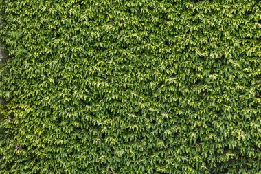 Yeşil bir duvar manzarası, yoğun yeşil bitki örtüsü, peyzaj duvar dokusu....