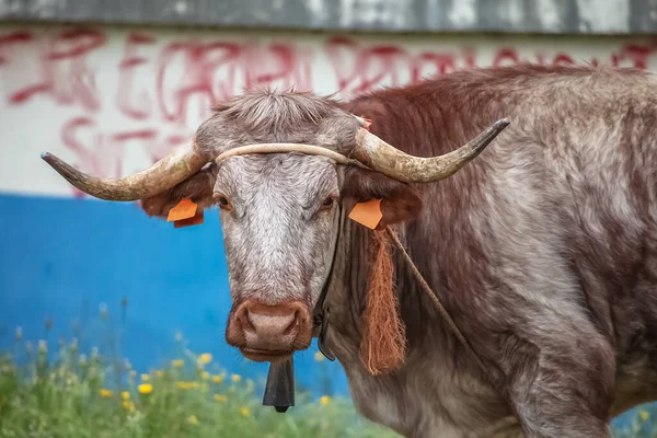 Otlakta Yatan Ineğin Detaylı Görüntüsü Sığır Sığırı Portekiz Tarım Arazisi — Stok fotoğraf