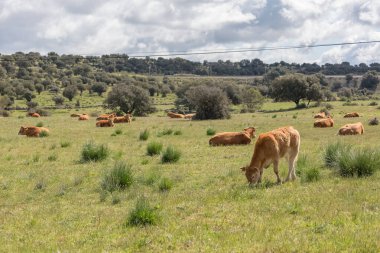 Otlakta yatan ve yiyen inekler, sığır sığırları, İspanyol tarım arazileri...