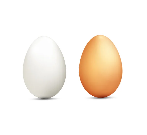 Two eggs isolated on white background — Stock Vector