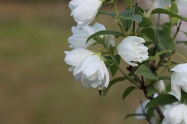 Yaz bahçesinde çiçek açan yasemin çalısı.