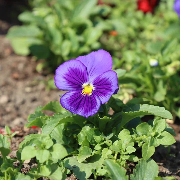 Violetas Jardim Florescendo Canteiro Flores Jardim — Fotografia de Stock