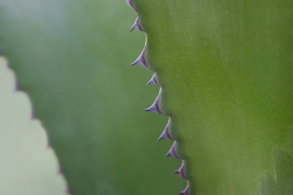 Kaktus Wychodzi Kolcami Warzywa Tropikalne Tło — Zdjęcie stockowe