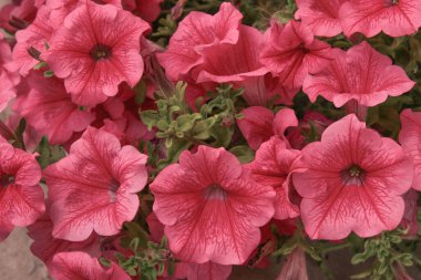 Pembe bir petunya bitkisinin açtığı çiçekler..