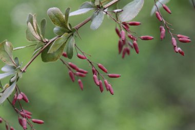 Kırmızı böğürtlen ve yeşil yapraklı böğürtlen ağacı dalı. 
