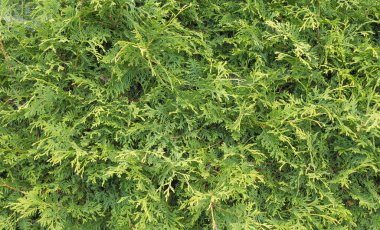 Sonsuz yeşil arka plan, taze yaz selvi yaprakları. Yeşil yapraklar arka planda. Selvi dalının dokusu. Kozalaklı sedir ağacı yaprağı yeşil dokusu 