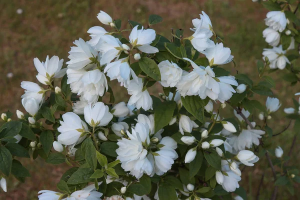 Kwitnące Białe Kwiaty Krzaków Jaśminu — Zdjęcie stockowe