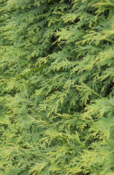 常緑の背景 新鮮な夏のヒノキの葉 緑の葉の背景 ヒノキの枝の質感 杉の木の葉の緑のテクスチャを針葉樹 — ストック写真