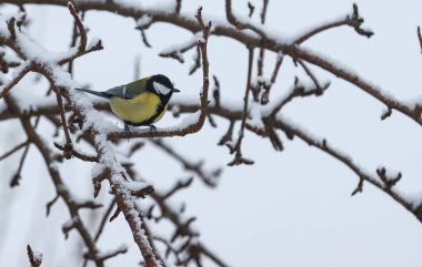 The bird titmouse sits on a tree in winter. 