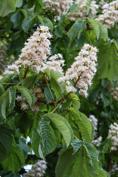 Flowers Chestnut Trees Spring Park — Stock Photo, Image