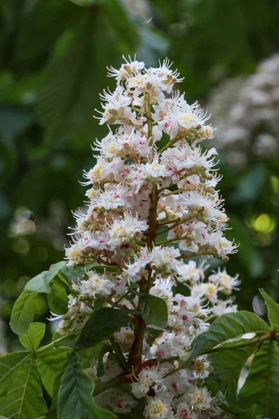 Parkta baharda kestane ağaçlarının çiçekleri
