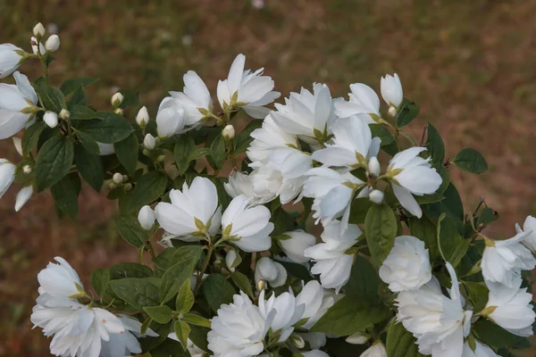 ジャスミンブッシュの白い花を咲かせます — ストック写真