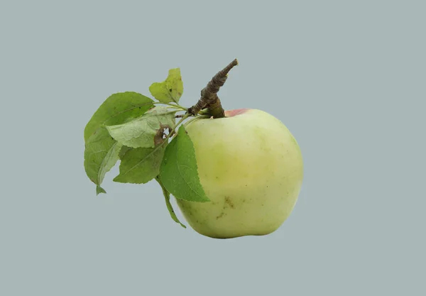 Manzana Con Manzana Silvestre Creciendo Bosque — Foto de Stock