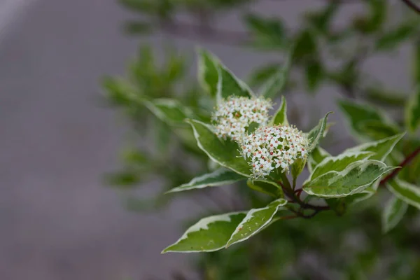 観賞用低木Derain White ElgantissimaまたはCornus Alba — ストック写真