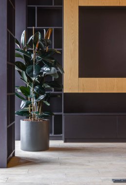 Modern raflara konmuş Ficus Bitkisi Matte Seramik Ot, Meşe Rafları ve Küreli Nesneler Biyofilik Teslimat