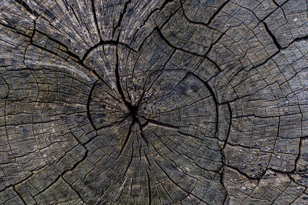 Textura Popraskaného Stromu Krásné Dřevo — Stock fotografie