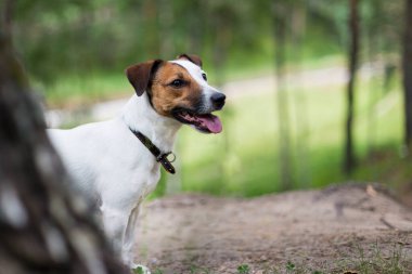 Jack Russell ormanda yürüyüşe çıktı.