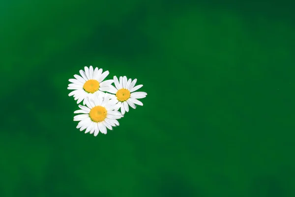 Daisy Water Background — Stock Photo, Image