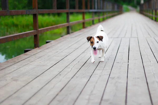 Jack Russell Wooden Bridge Countryside — Stock Photo, Image