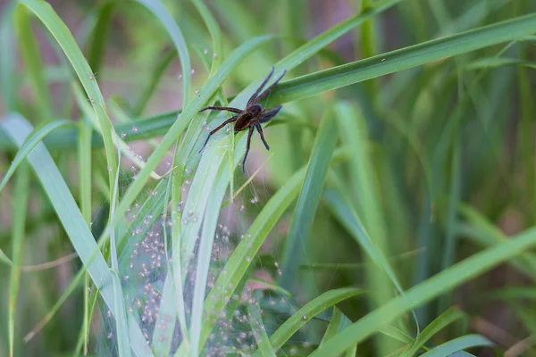 Spindel Gräs Spindelnät Och Små Spindlar — Stockfoto