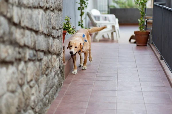 Labrador meets the house, ran to a meeting, happy