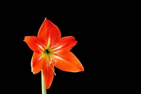 the red beautiful flower on a black background