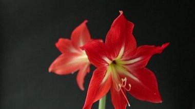 Siyah bir arka planda, su sıçrayan kırmızı büyük çiçek.