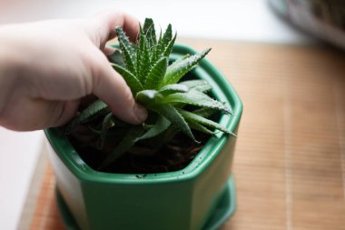 Nakil tesisleri. Kapalı alandaki bitkileri nakletmek, kabın içindeki anthurium. Toprağın bitkilere dönüşmesi.