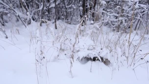 雪の覆いの下の草は — ストック動画