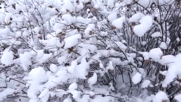 冬天白雪覆盖的灌木美丽 — 图库视频影像