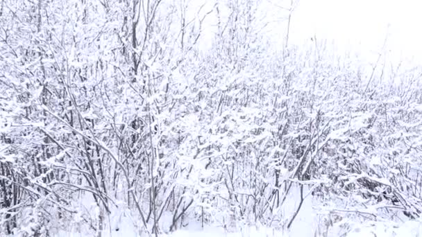 Snedækkede Buske Skønhed Vinteren – Stock-video