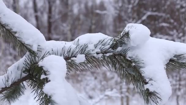 Sparren Takken Sneeuw Winterbos — Stockvideo