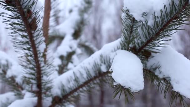 云杉树枝在雪地里 在冬天的森林里 — 图库视频影像