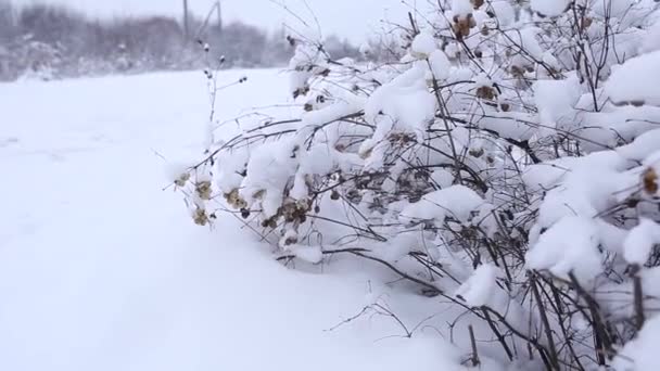 Zasněžené Keře Krásy Zimě — Stock video