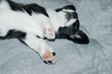 Evdeki uyuyan ve tatlı Corgi yavrusu.