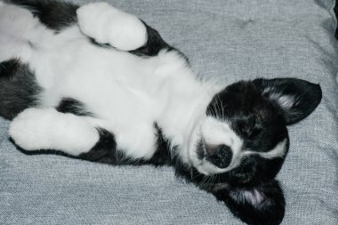 Evdeki uyuyan ve tatlı Corgi yavrusu.