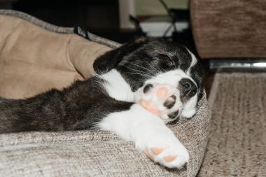 Evdeki uyuyan ve tatlı Corgi yavrusu.